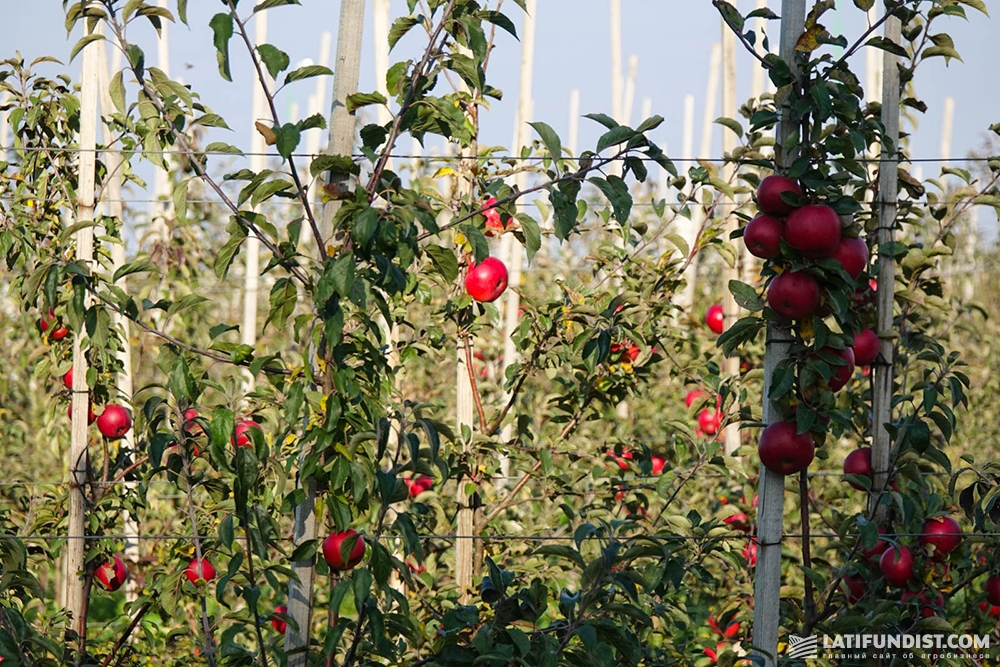 Яблоки в собственном саду Андрея Степановича